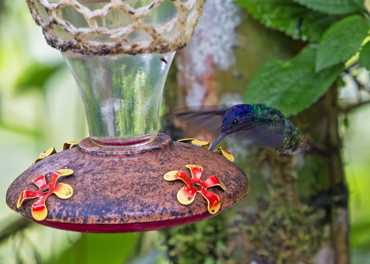 gyllenstjertkolibri - ML645872967