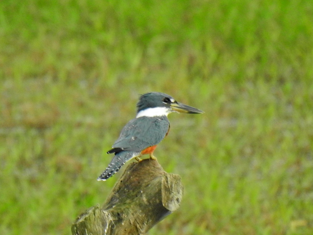 rybařík obojkový - ML645872968