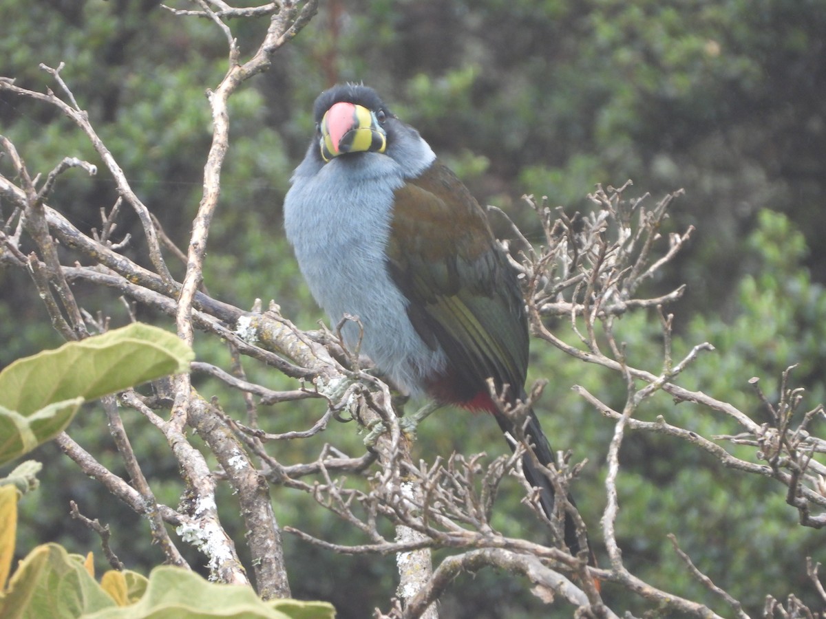 Gray-breasted Mountain-Toucan - ML645872976