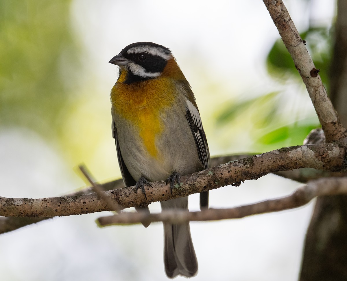 Western Spindalis - ML645872983