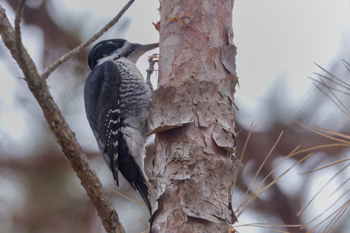 Black-backed Woodpecker - ML645872987