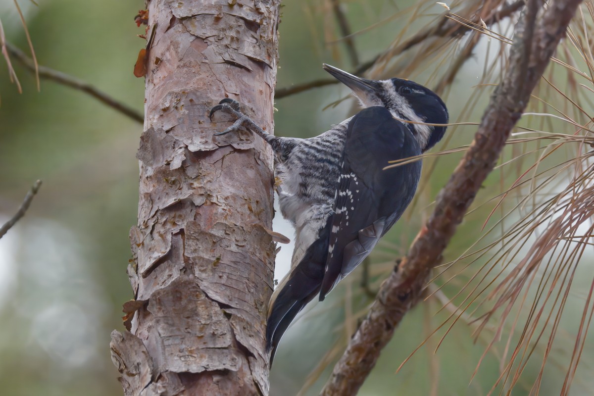 Black-backed Woodpecker - ML645872990