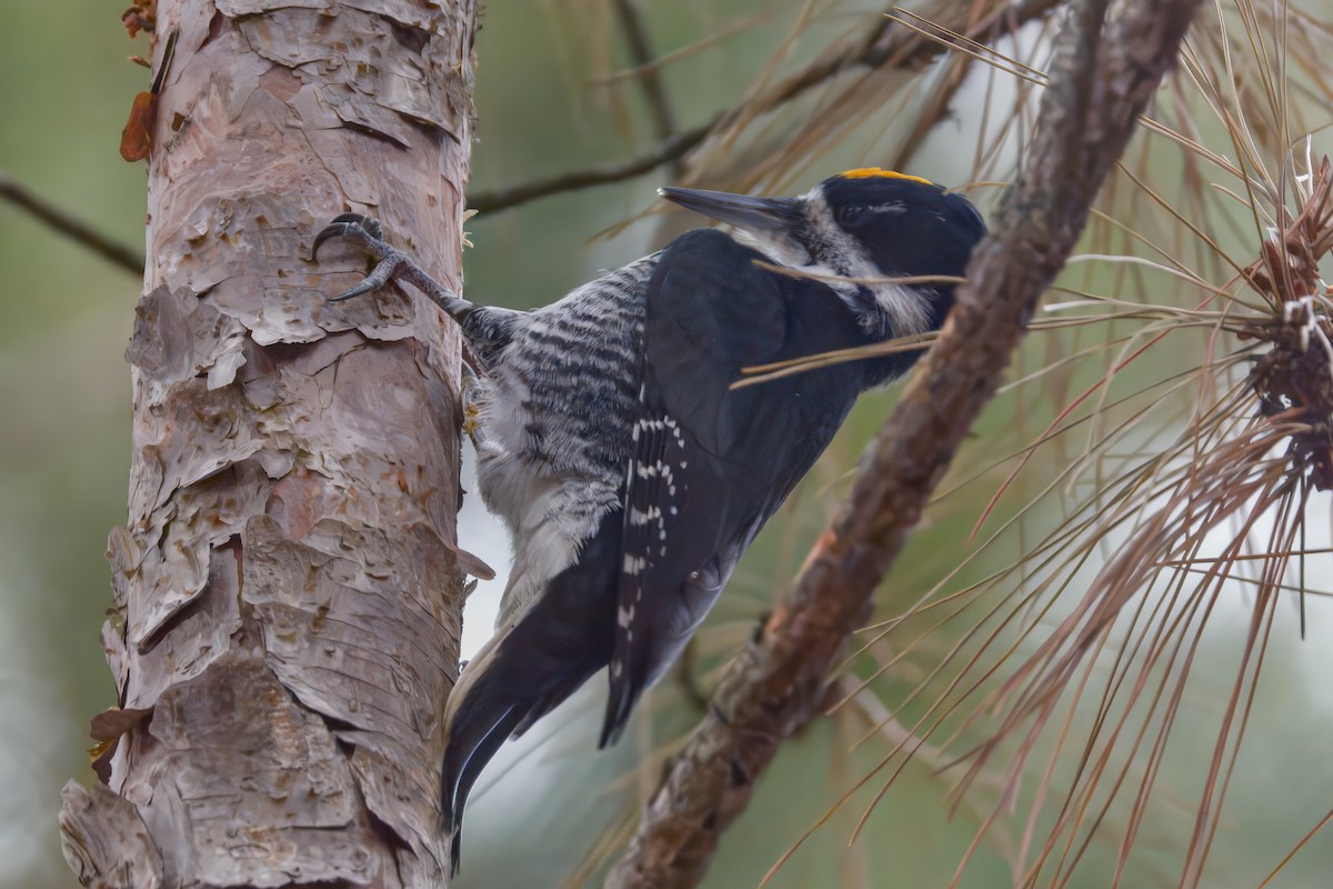 Black-backed Woodpecker - ML645872991