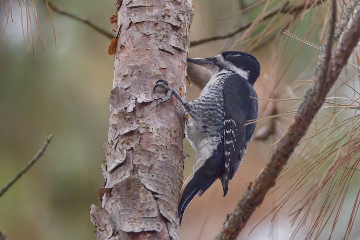 Black-backed Woodpecker - ML645872993