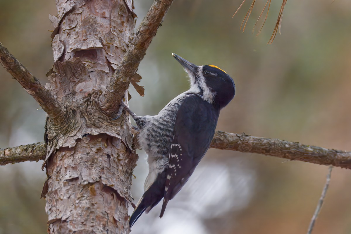 Black-backed Woodpecker - ML645872994