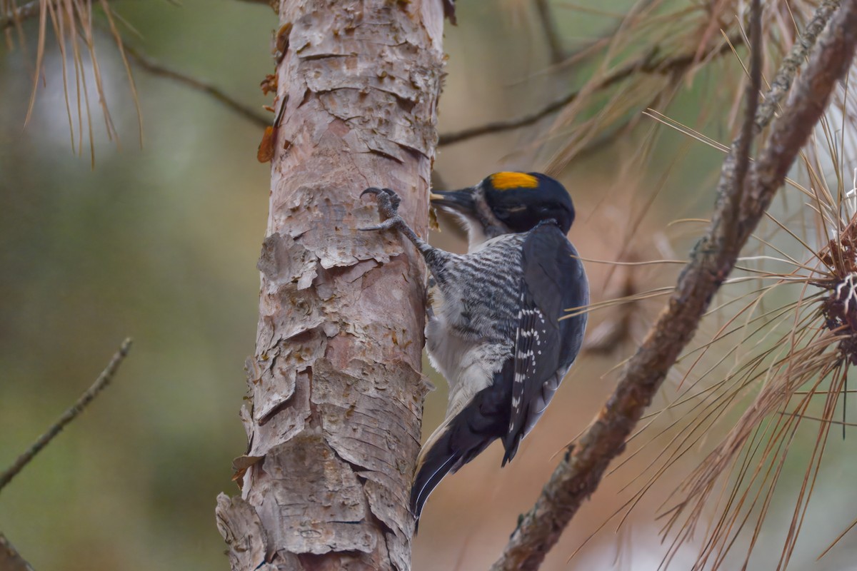 Black-backed Woodpecker - ML645872995