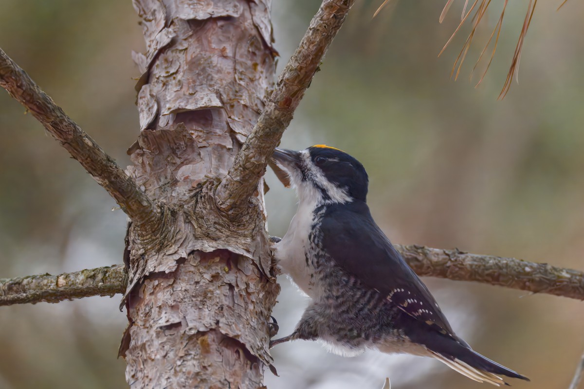 Black-backed Woodpecker - ML645872996