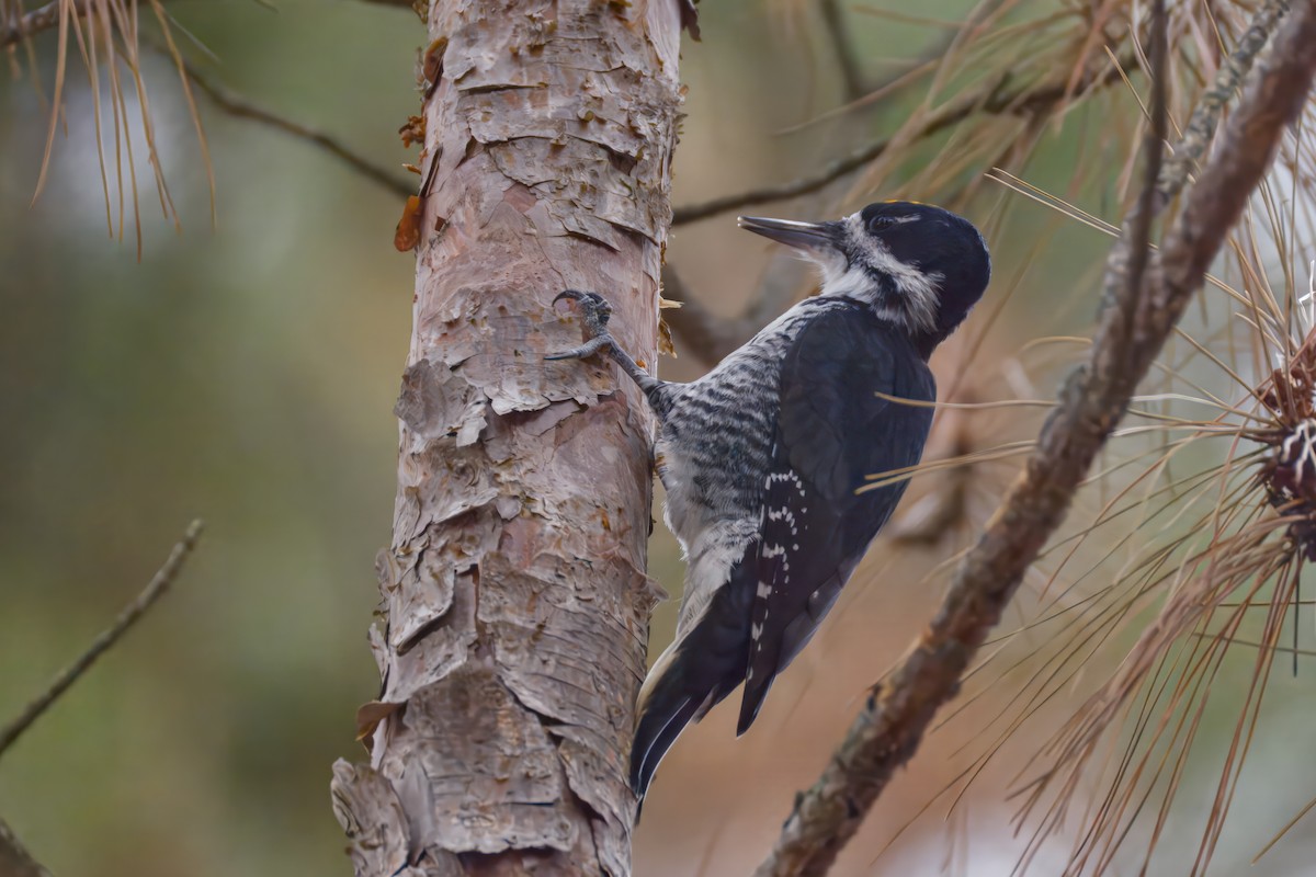 Black-backed Woodpecker - ML645872997