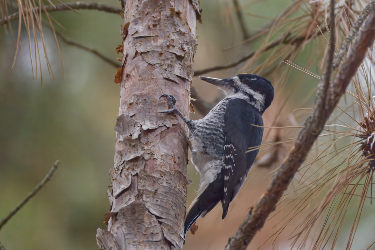 Black-backed Woodpecker - ML645872998