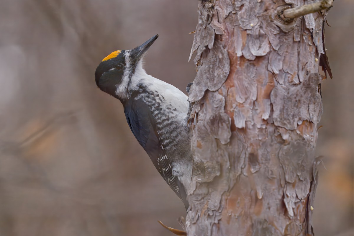 Black-backed Woodpecker - ML645872999