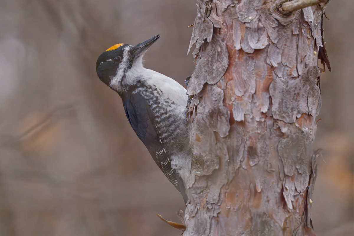 Black-backed Woodpecker - ML645873000