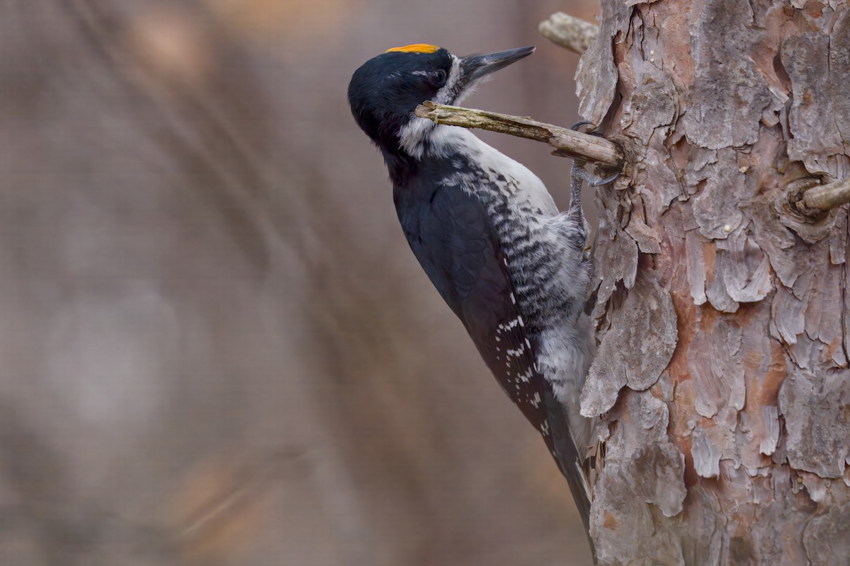 Black-backed Woodpecker - ML645873001
