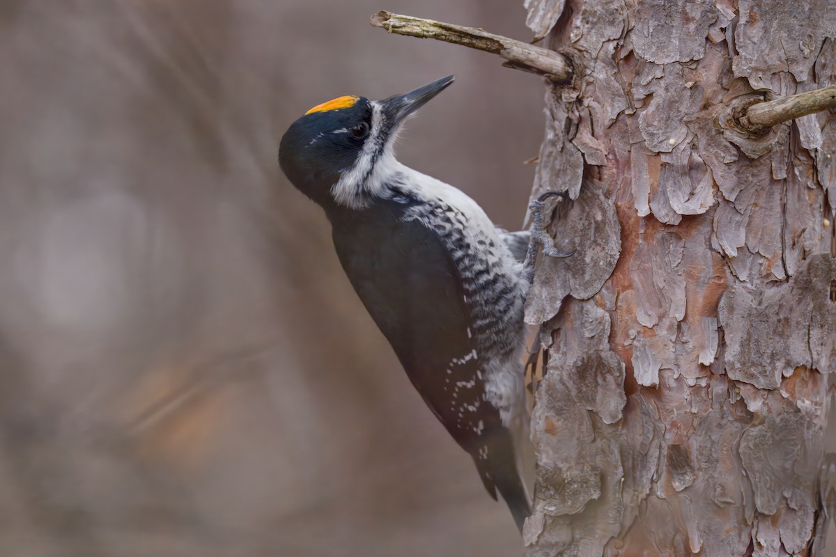 Black-backed Woodpecker - ML645873002