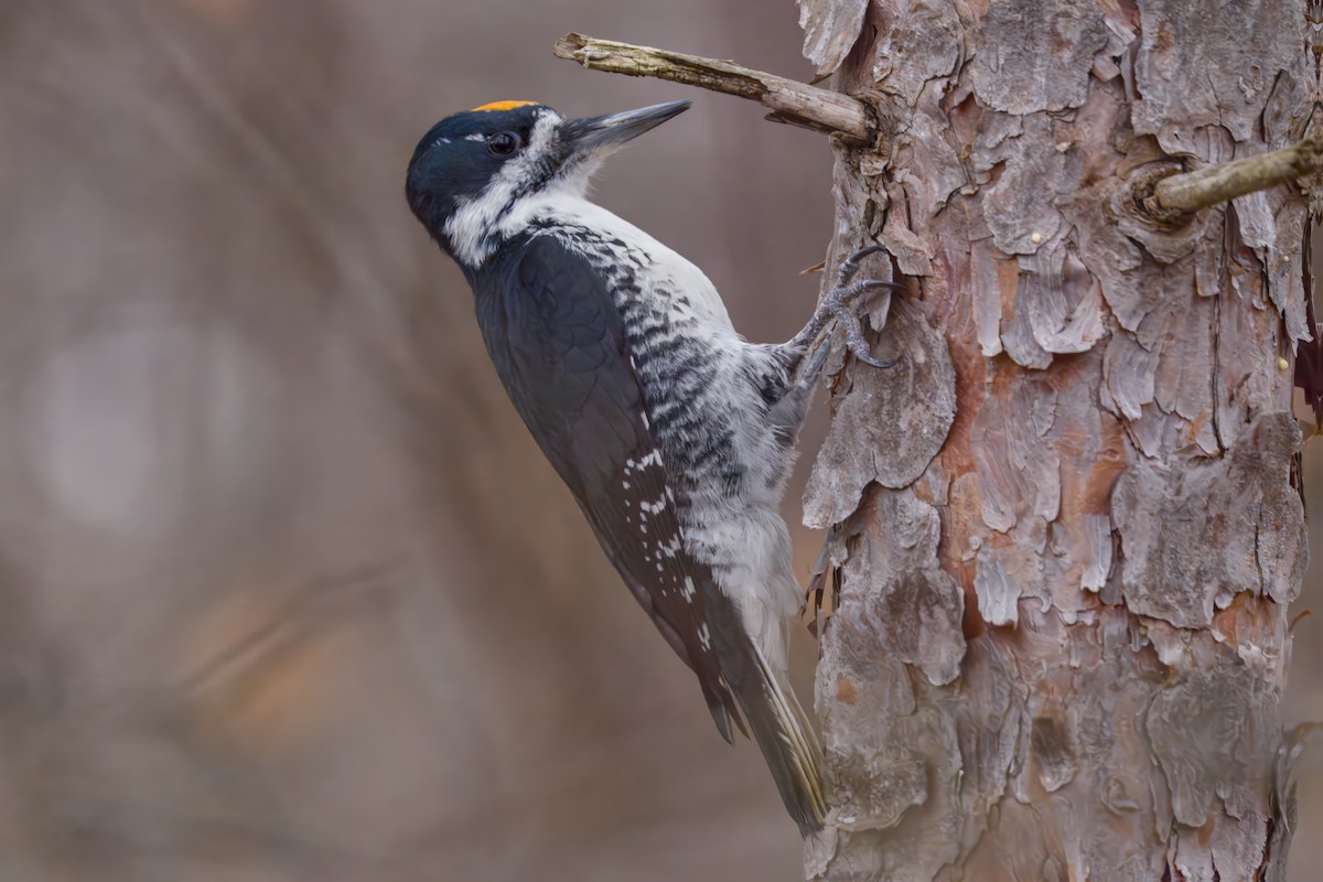 Black-backed Woodpecker - ML645873003