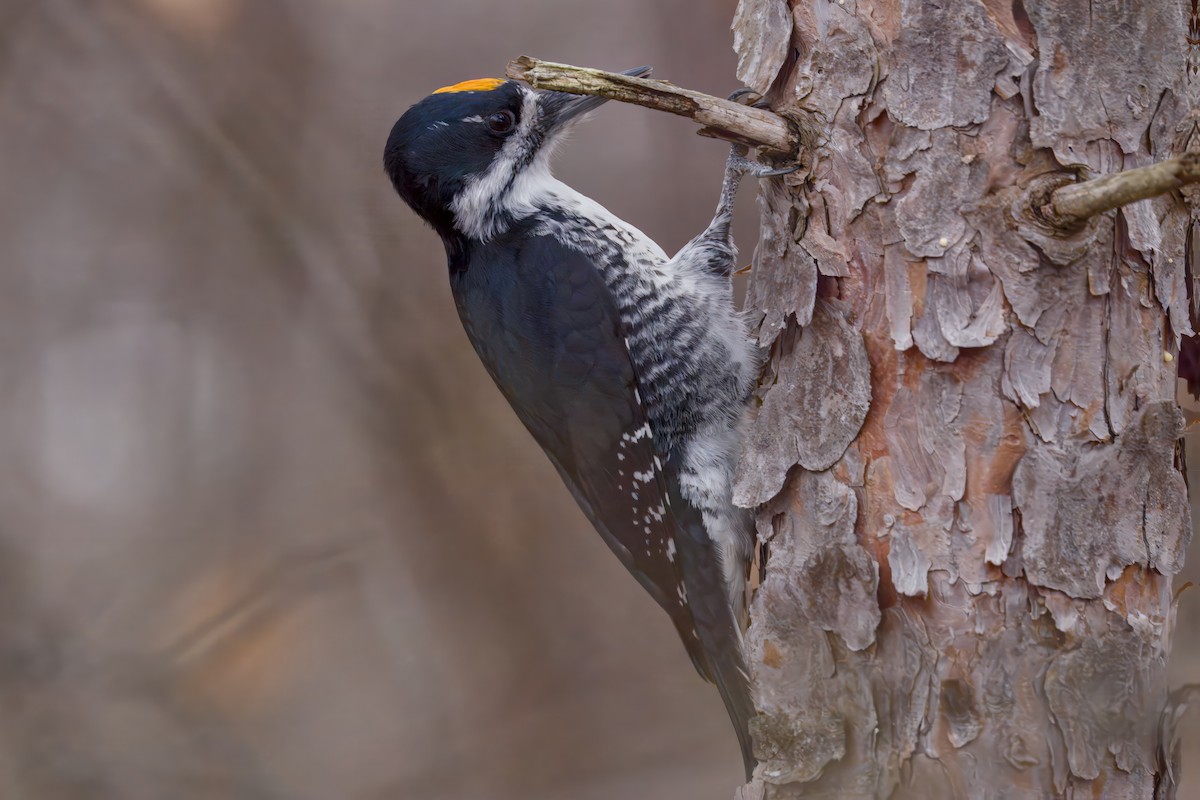 Black-backed Woodpecker - ML645873004