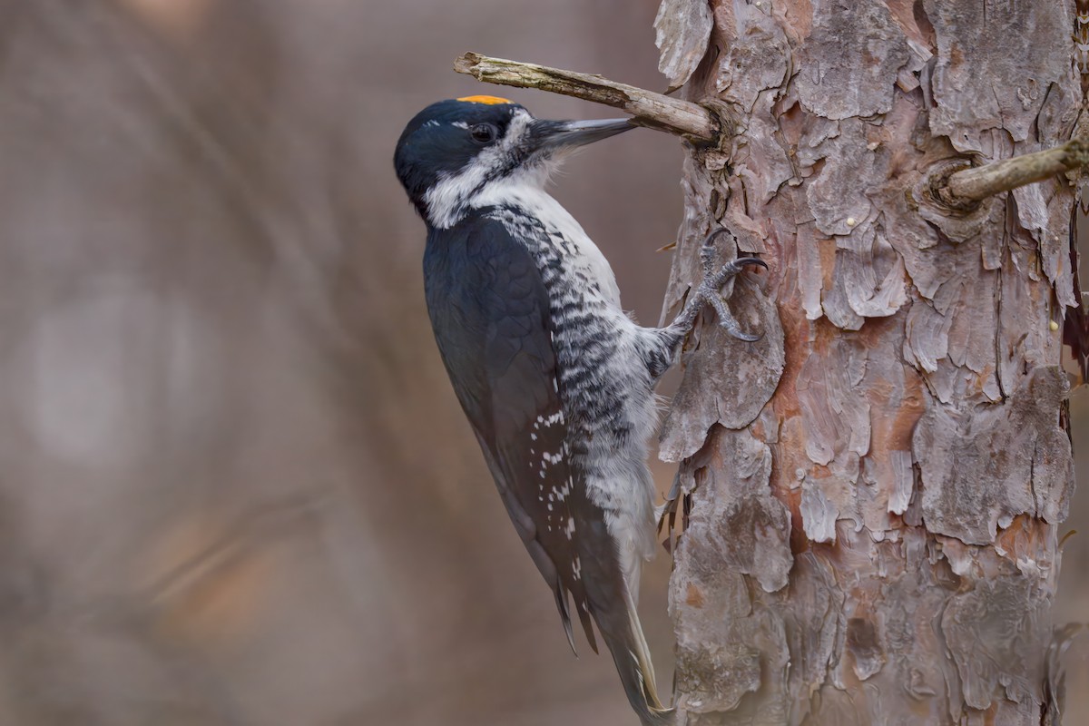 Black-backed Woodpecker - ML645873005