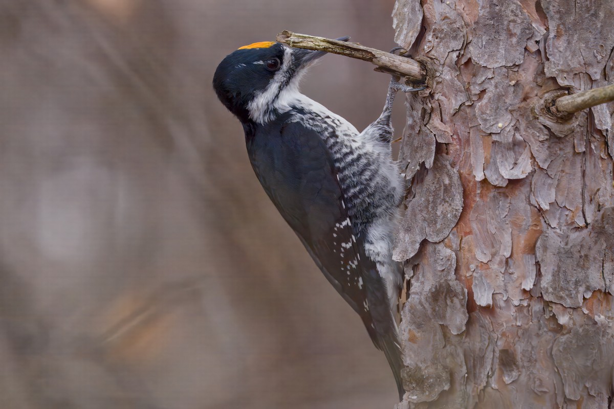Black-backed Woodpecker - ML645873006