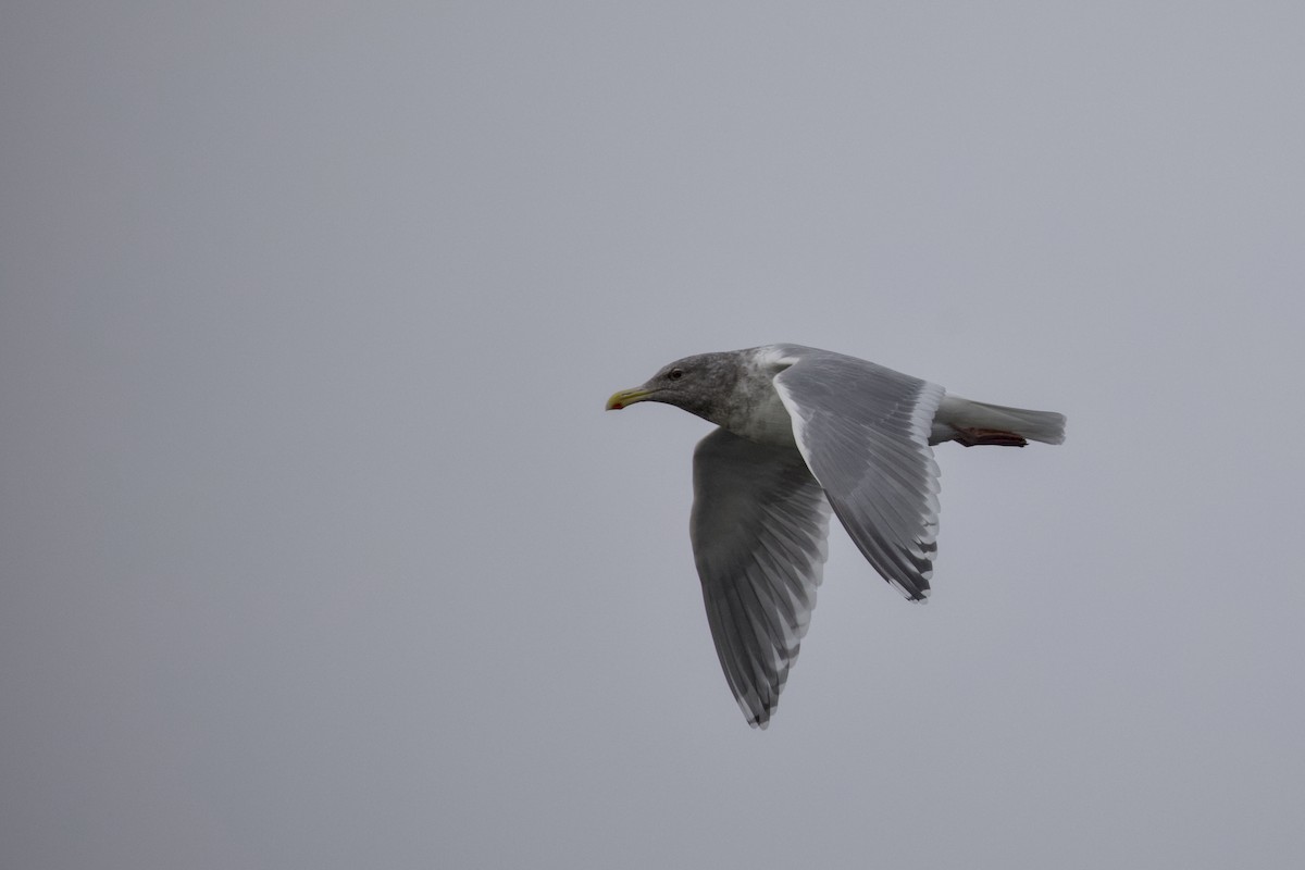 Larus sp. - ML645873015