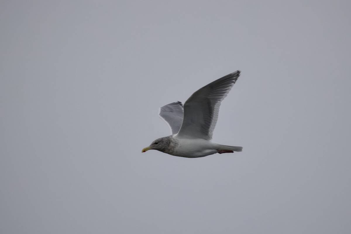 Larus sp. - ML645873016