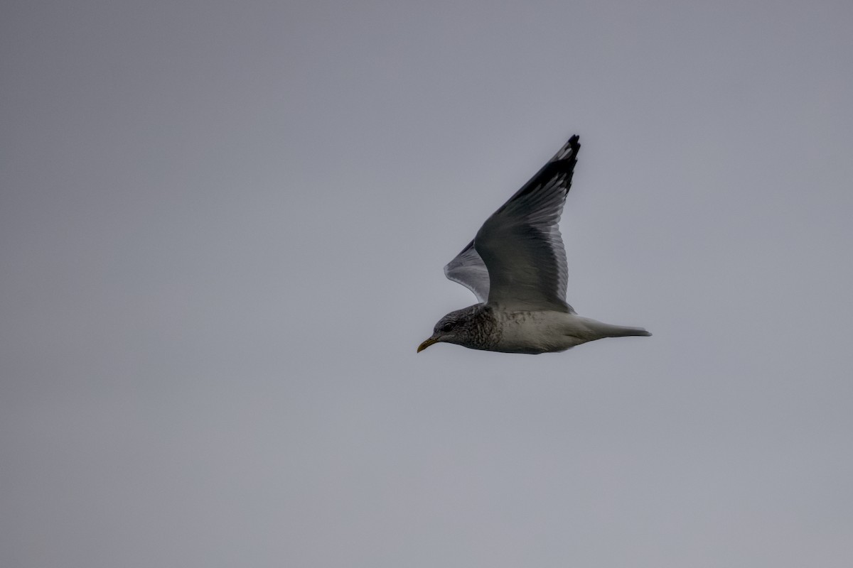Short-billed Gull - ML645873018