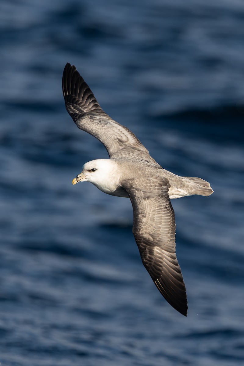 Northern Fulmar - ML645873019