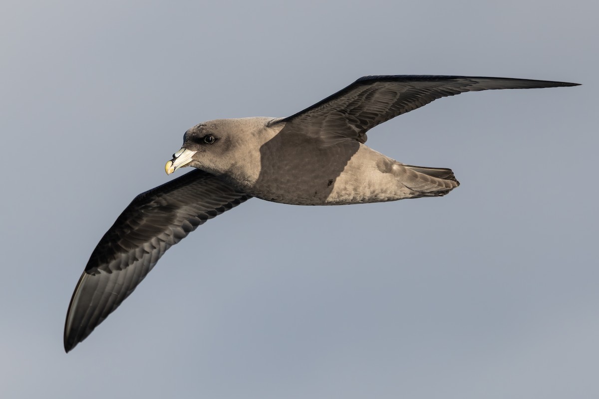 Northern Fulmar - ML645873020