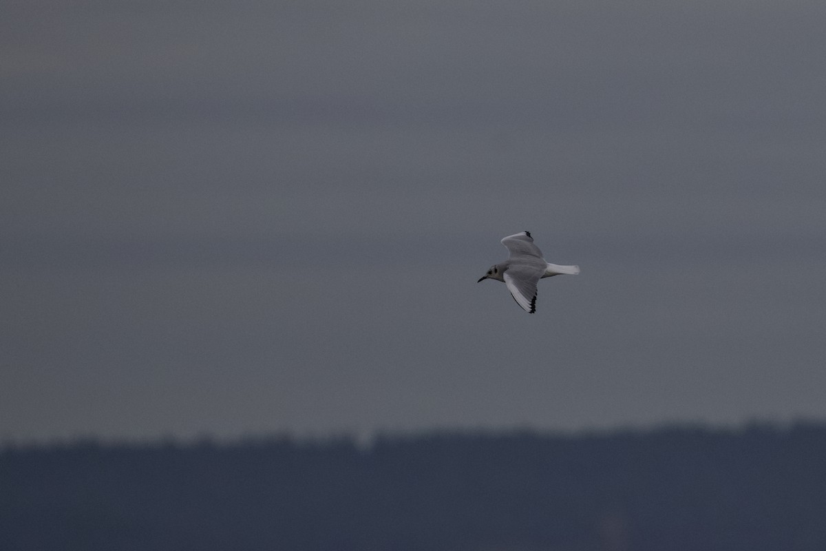 Gabbiano di Bonaparte - ML645873025