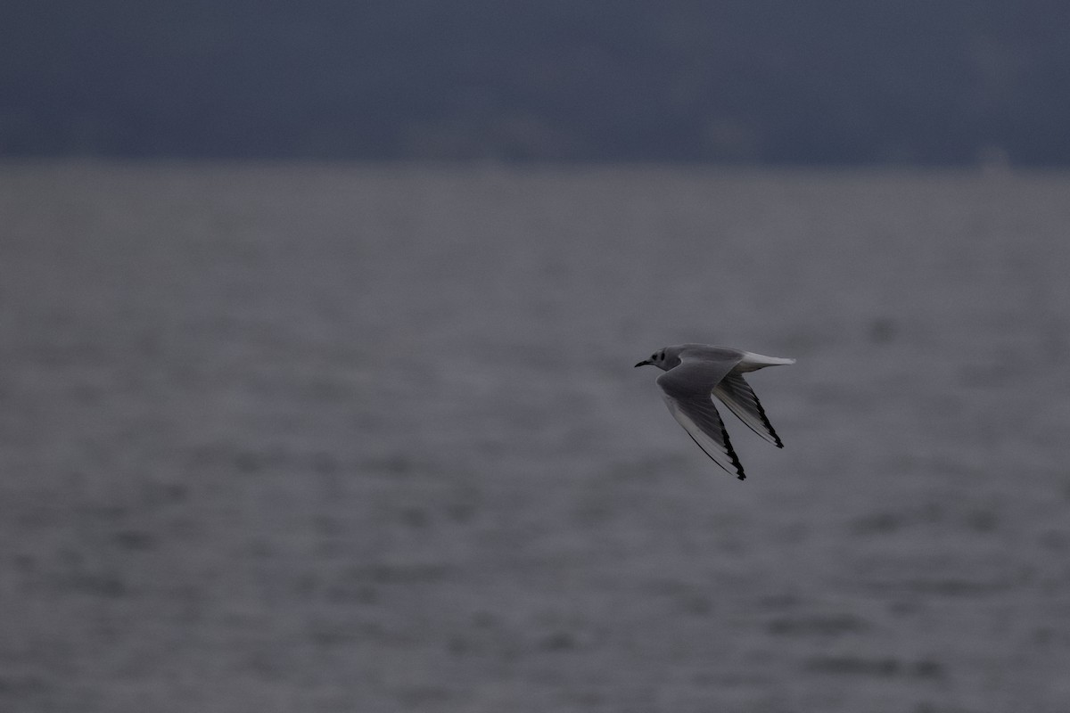 Gabbiano di Bonaparte - ML645873026