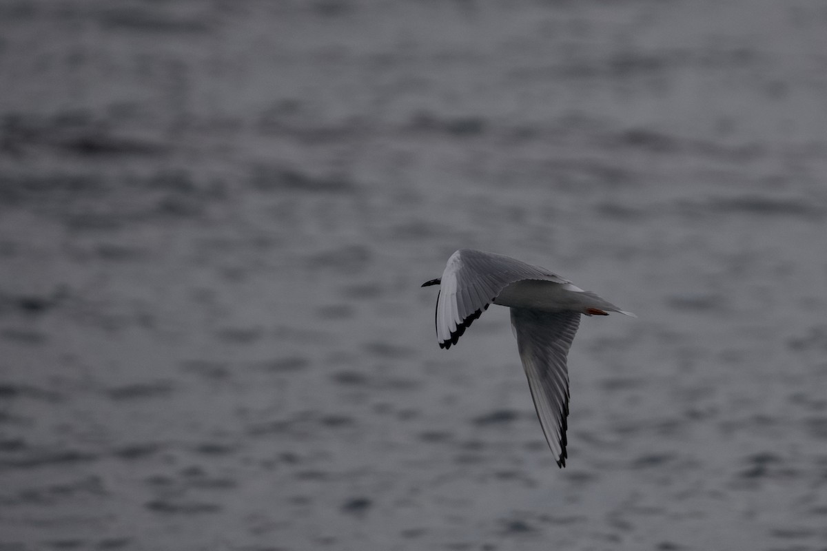 Gabbiano di Bonaparte - ML645873027