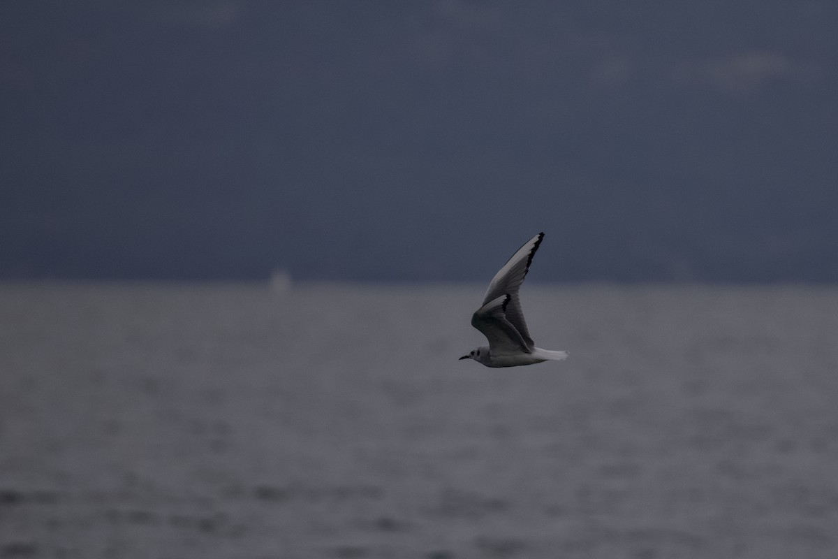 Gabbiano di Bonaparte - ML645873028