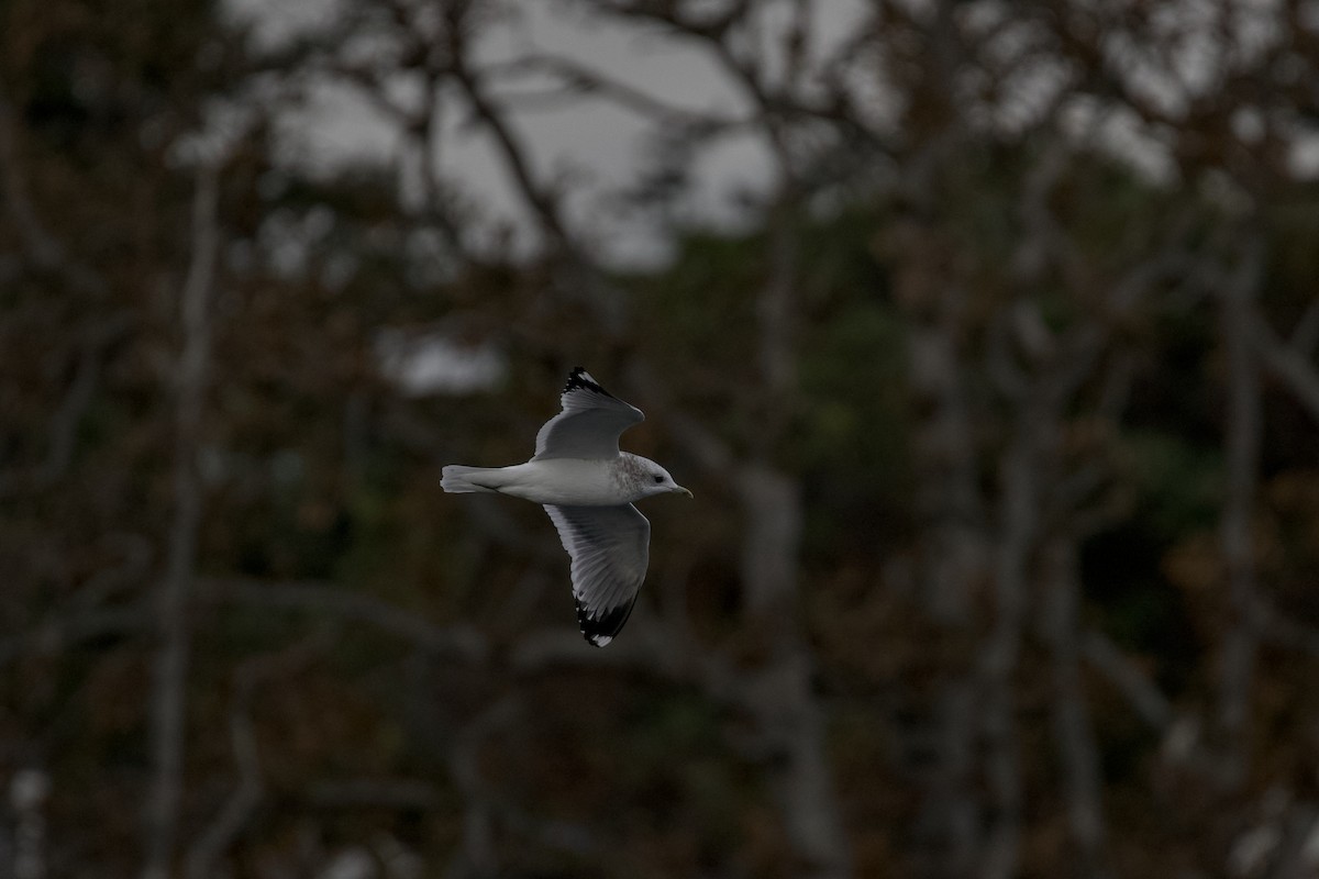 Short-billed Gull - ML645873030