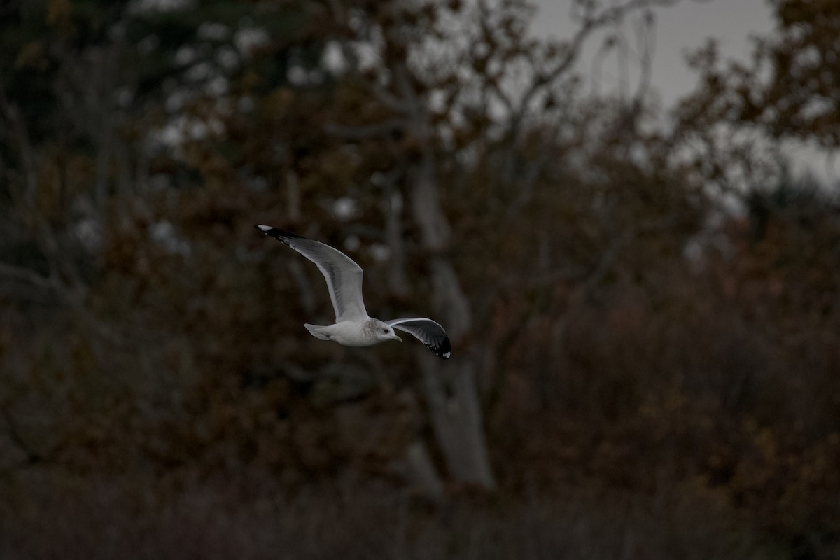 Short-billed Gull - ML645873031