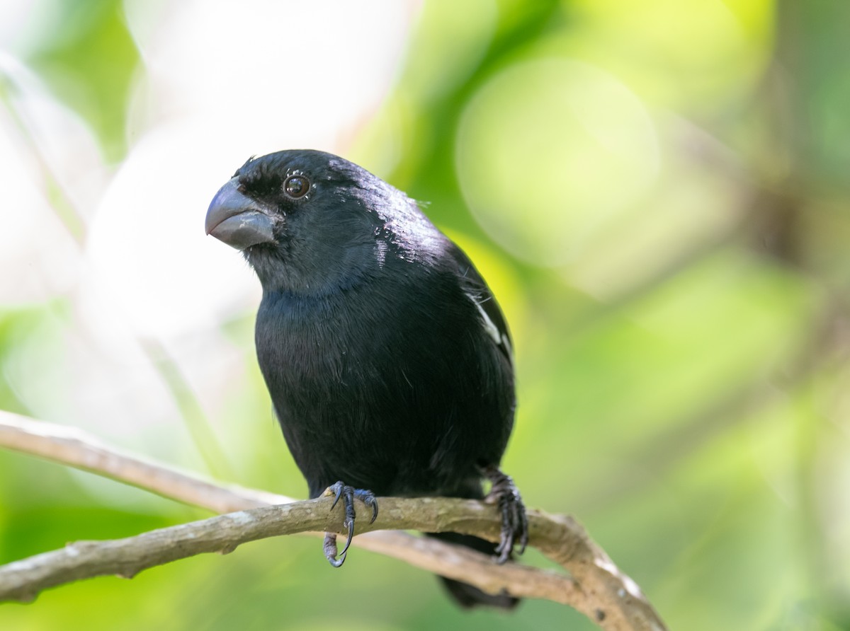Semillero de Gran Caimán - ML645873032