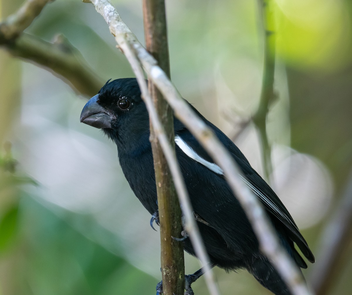 Semillero de Gran Caimán - ML645873033