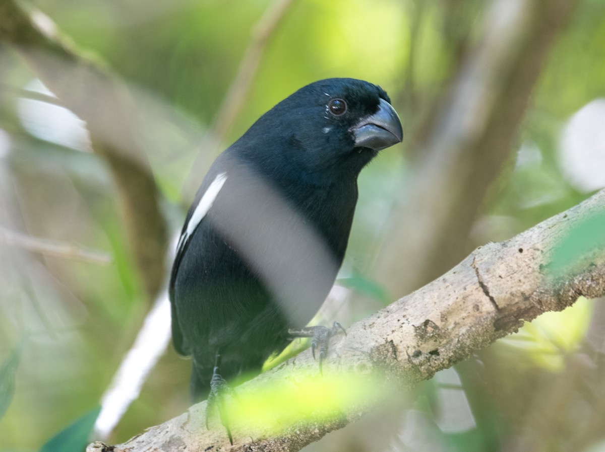 Semillero de Gran Caimán - ML645873034