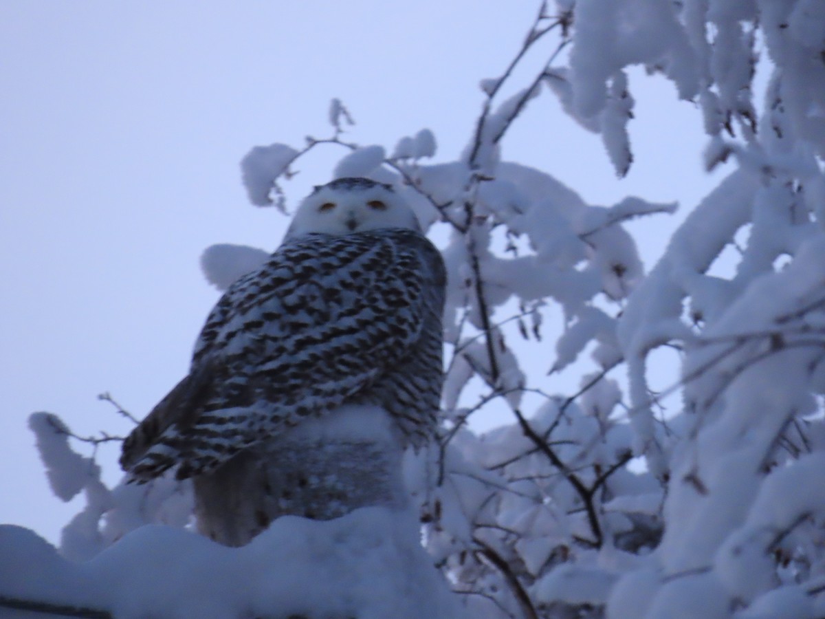 Snowy Owl - ML645873041
