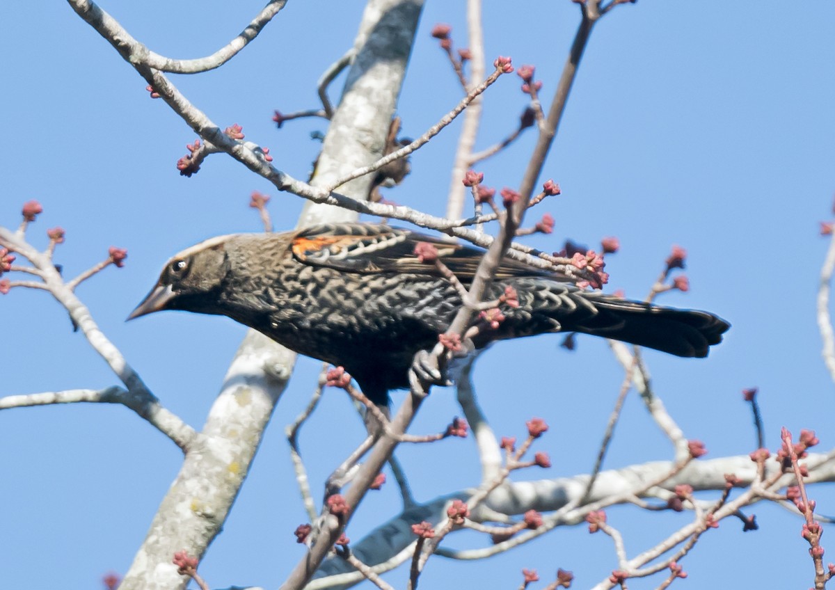 Красноплечий трупиал [группа phoeniceus] - ML645873042