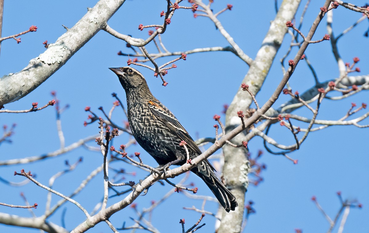 Красноплечий трупиал [группа phoeniceus] - ML645873043
