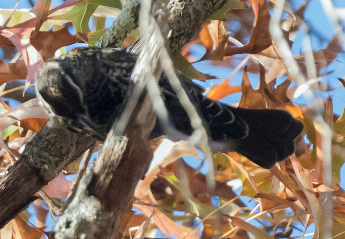 Красноплечий трупиал [группа phoeniceus] - ML645873044