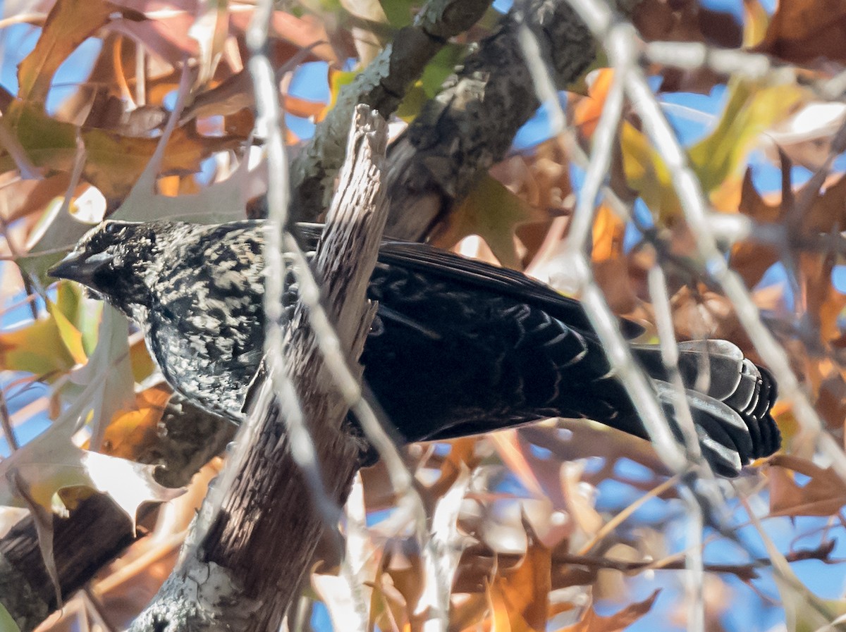 Красноплечий трупиал [группа phoeniceus] - ML645873045