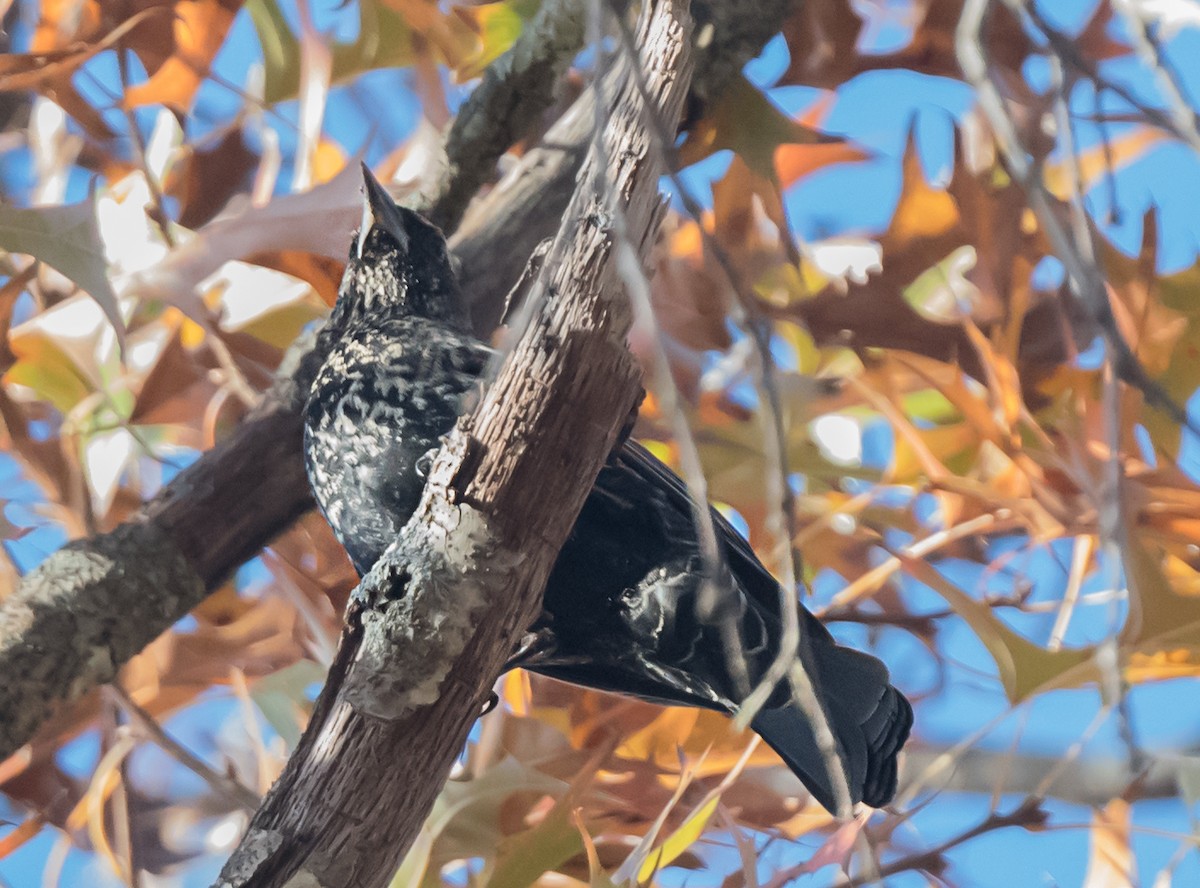 Красноплечий трупиал [группа phoeniceus] - ML645873046