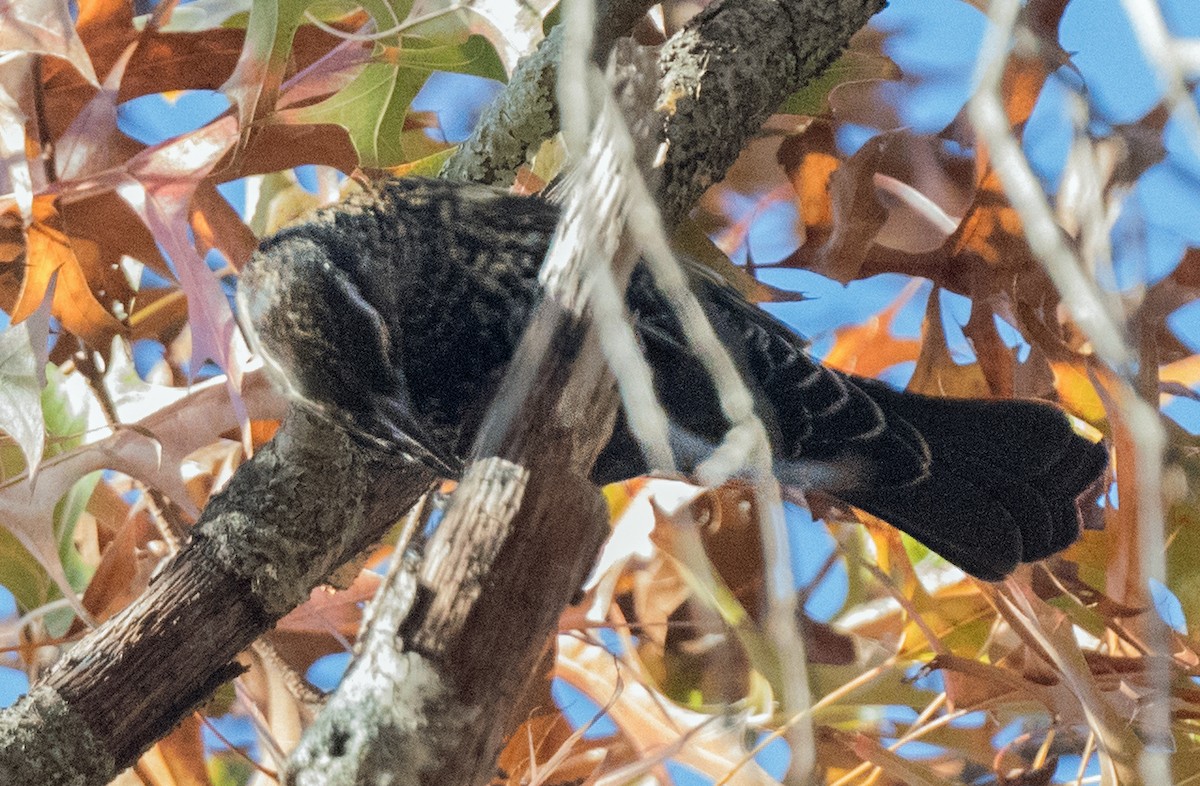 Красноплечий трупиал [группа phoeniceus] - ML645873047