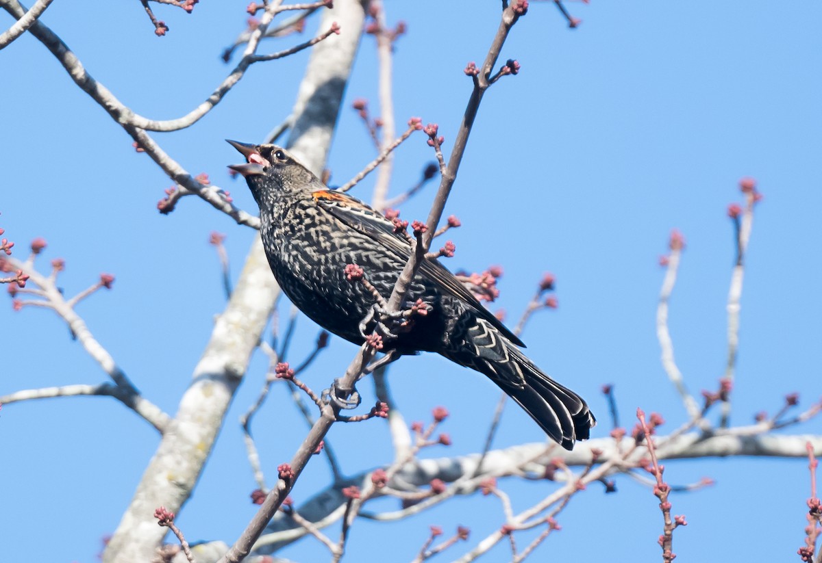 Красноплечий трупиал [группа phoeniceus] - ML645873048