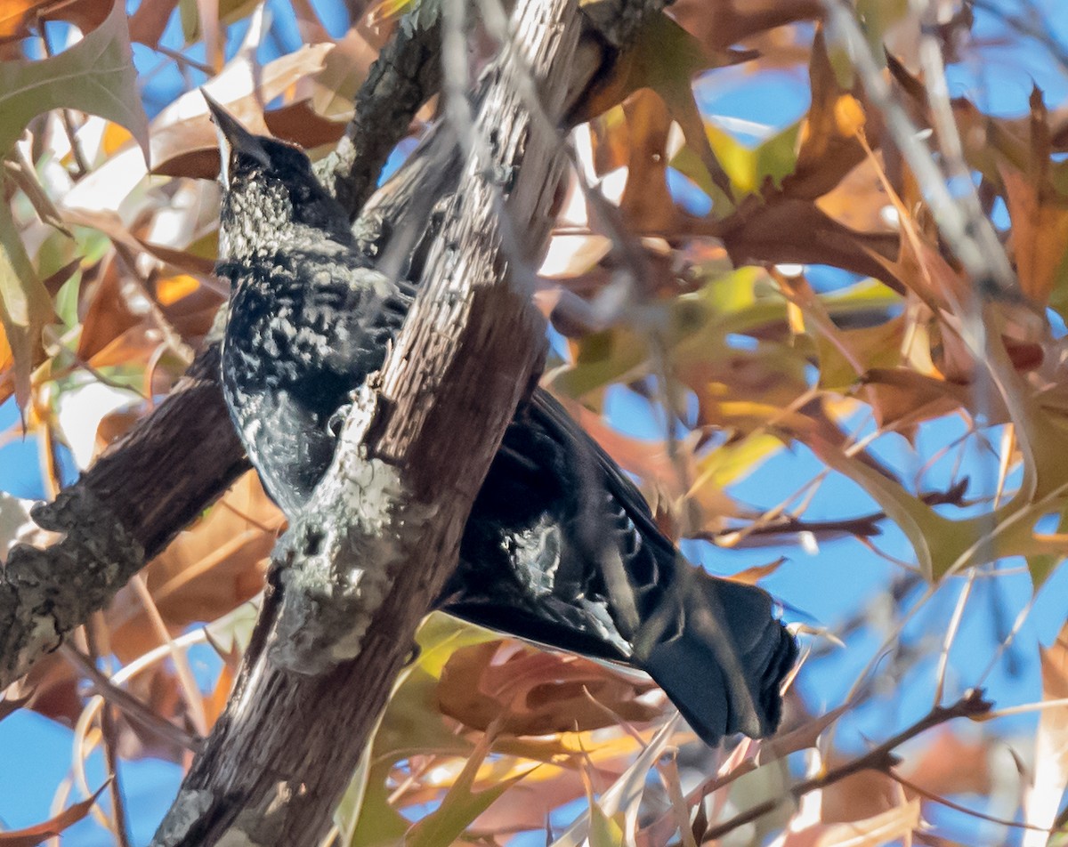 Красноплечий трупиал [группа phoeniceus] - ML645873049