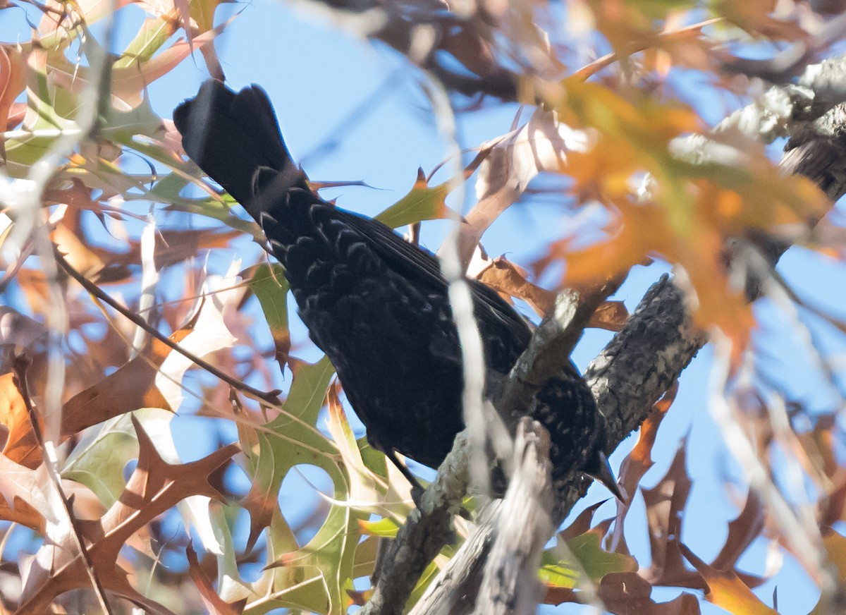 Красноплечий трупиал [группа phoeniceus] - ML645873051