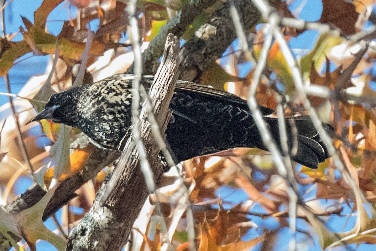 Красноплечий трупиал [группа phoeniceus] - ML645873052