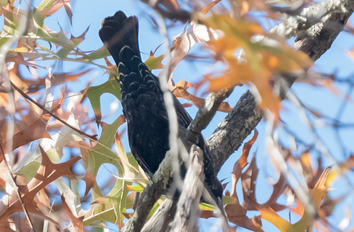 Красноплечий трупиал [группа phoeniceus] - ML645873053