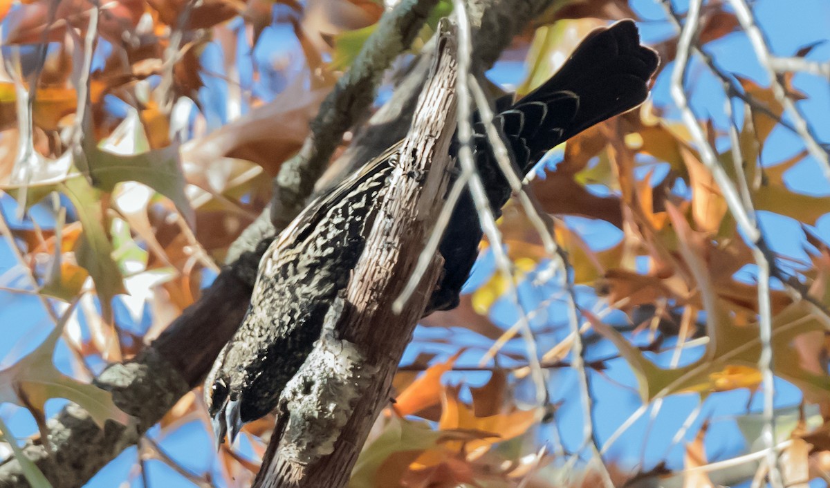 Красноплечий трупиал [группа phoeniceus] - ML645873054