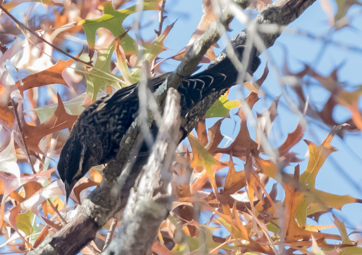 Красноплечий трупиал [группа phoeniceus] - ML645873055