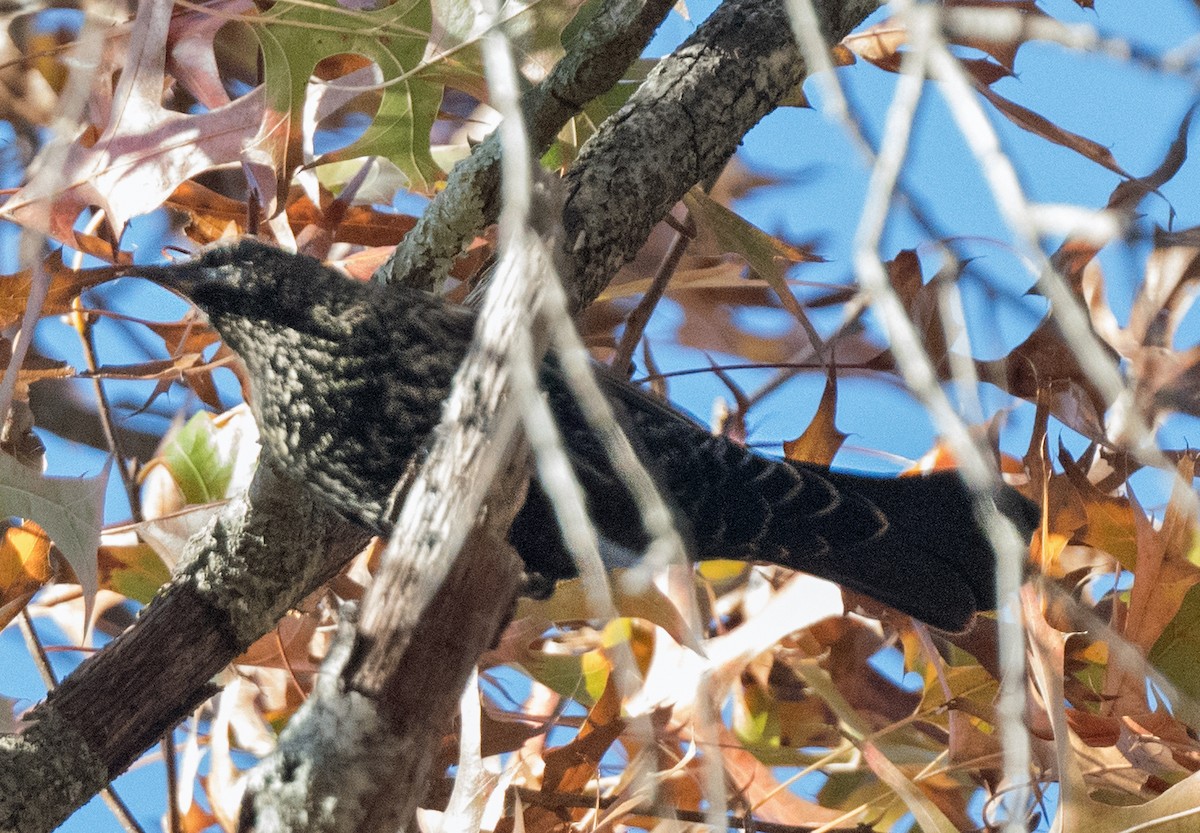 Красноплечий трупиал [группа phoeniceus] - ML645873056